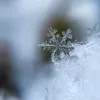 甘露
