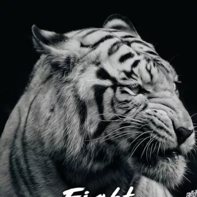 Fight  （战斗）